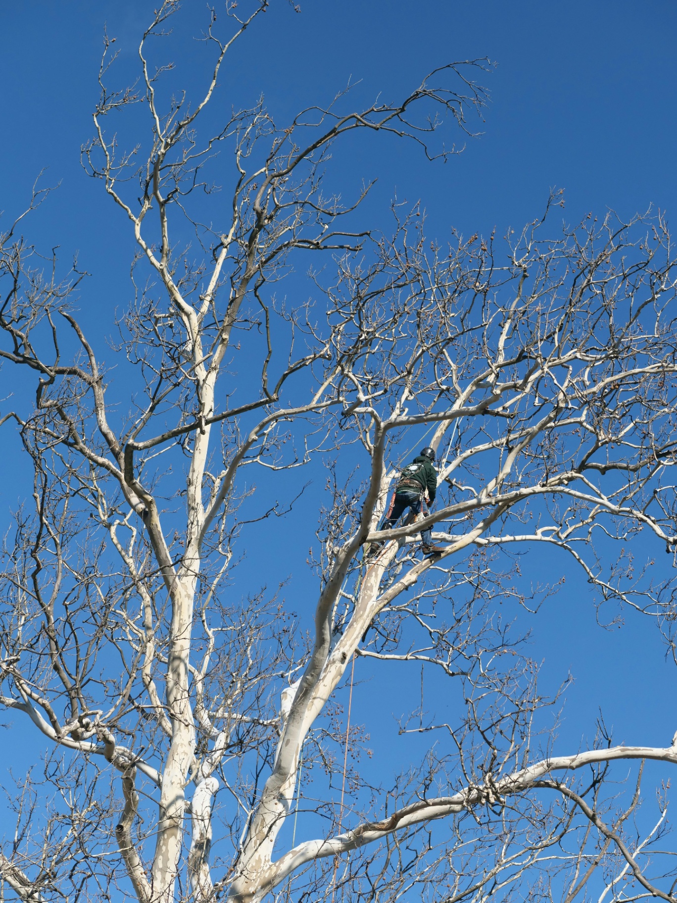 Tree Pruning