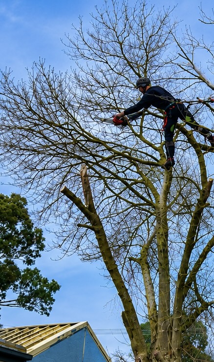 TreeBros arborist climbing a tall eucalyptus with harness and chainsaw in the Yarra Ranges